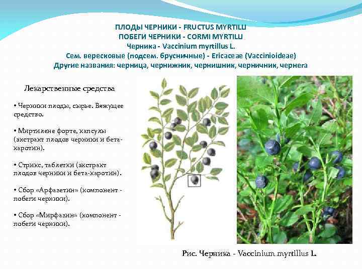 ПЛОДЫ ЧЕРНИКИ - FRUCTUS MYRTILLI ПОБЕГИ ЧЕРНИКИ - CORMI MYRTILLI Черника - Vaccinium myrtillus