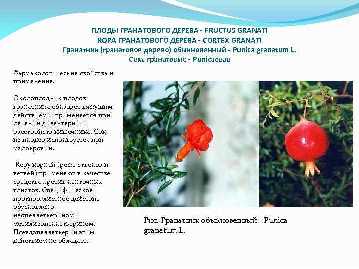 ПЛОДЫ ГРАНАТОВОГО ДЕРЕВА - FRUCTUS GRANATI КОРА ГРАНАТОВОГО ДЕРЕВА - CORTEX GRANATI Гранатник (гранатовое