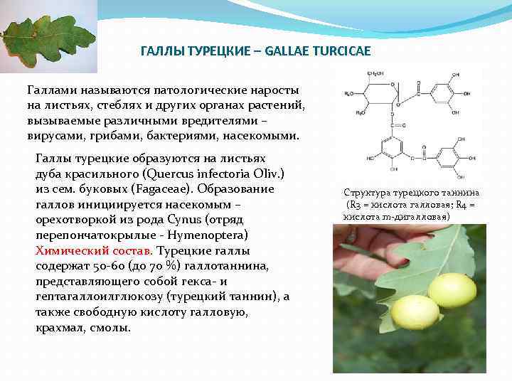 ГАЛЛЫ ТУРЕЦКИЕ – GALLAE TURCICAE Галлами называются патологические наросты на листьях, стеблях и других