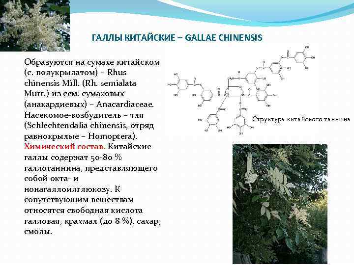 ГАЛЛЫ КИТАЙСКИЕ – GALLAE CHINENSIS Образуются на сумахе китайском (с. полукрылатом) – Rhus chinensis