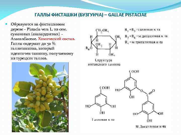 ГАЛЛЫ ФИСТАШКИ (БУЗГУНЧА) – GALLAE PISTACIAE Образуются на фисташковом дереве – Pistacia vera L.