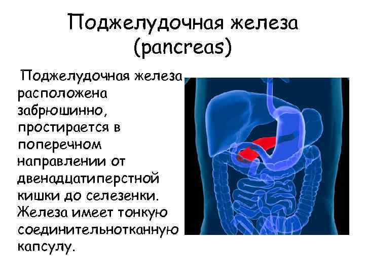 Какие пищеварительные железы находятся за пределами. Поджелудочная железа ретроперитонеально. Поджелудочная железа расположена забрюшинно. Поджелудочная железа расположена на уровне. Поджелудочная железа расположена в забрюшинном пространстве.