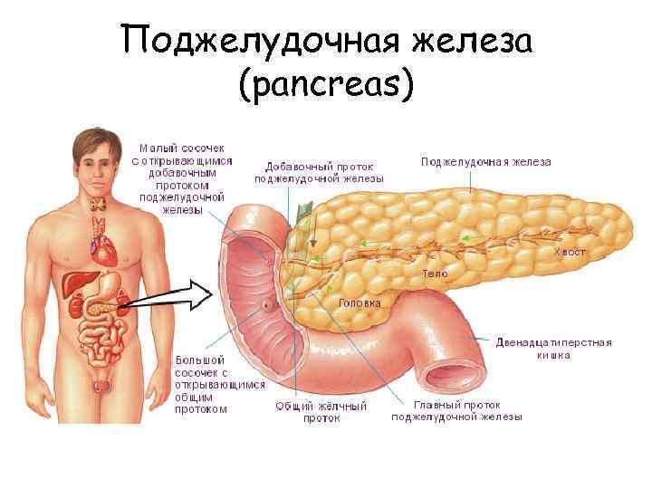 Поджелудочная железа (pancreas) 