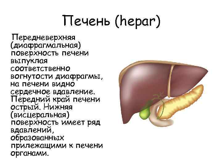 Что значит печень. Печень (HEPAR), висцеральная поверхность. Края печени. Передний край печени.