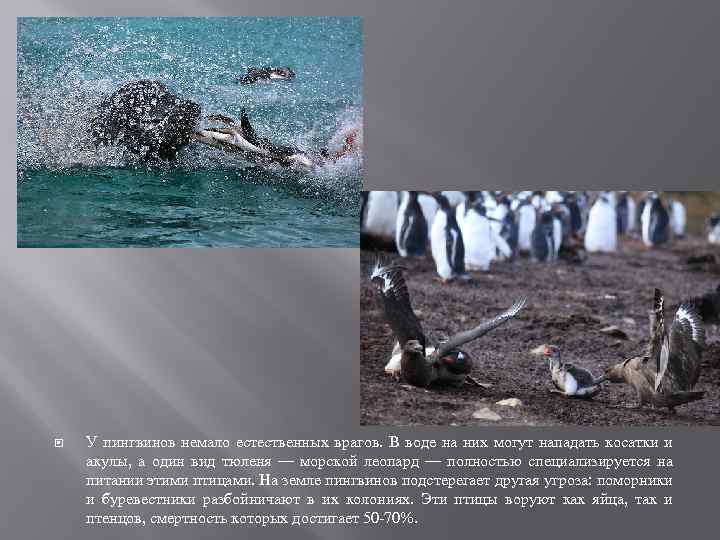  У пингвинов немало естественных врагов. В воде на них могут нападать косатки и