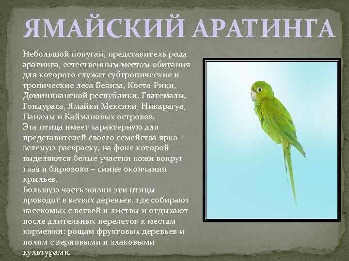 ЯМАЙСКИЙ АРАТИНГА Небольшой попугай, представитель рода аратинга, естественным местом обитания для которого служат субтропические