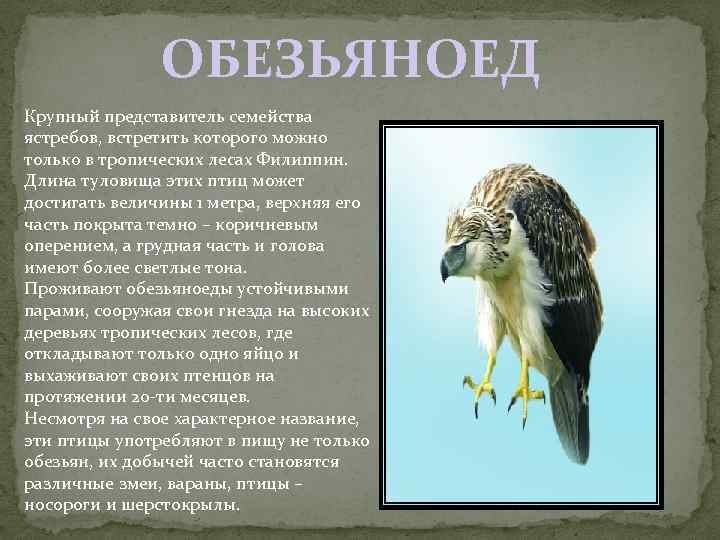 ОБЕЗЬЯНОЕД Крупный представитель семейства ястребов, встретить которого можно только в тропических лесах Филиппин. Длина