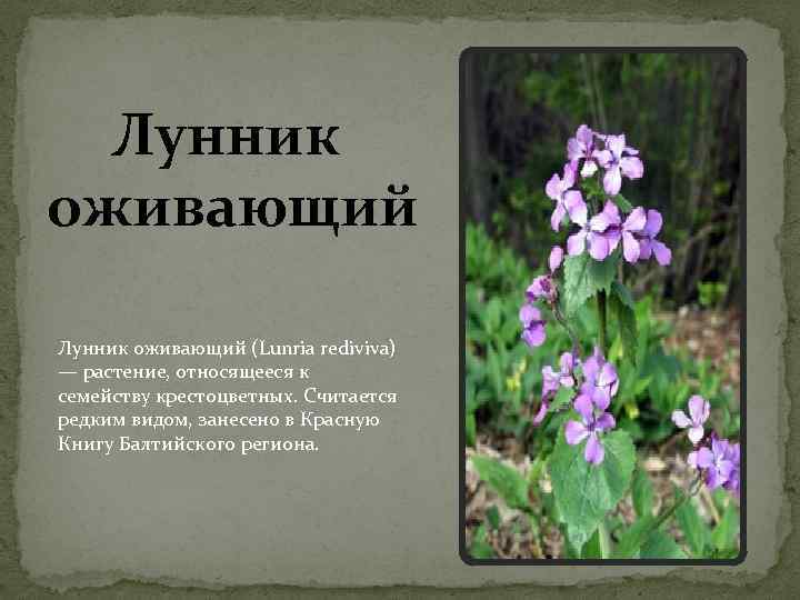 Лунник оживающий (Lunria rediviva) — растение, относящееся к семейству крестоцветных. Считается редким видом, занесено