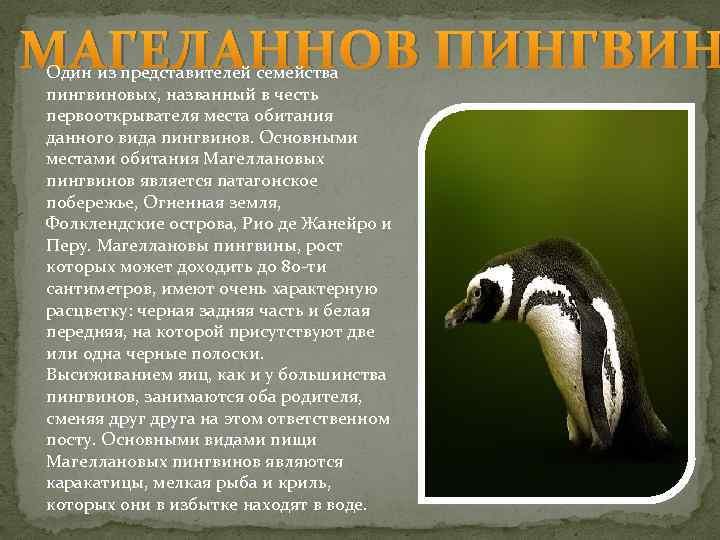 МАГЕЛАННОВ ПИНГВИН Один из представителей семейства пингвиновых, названный в честь первооткрывателя места обитания данного