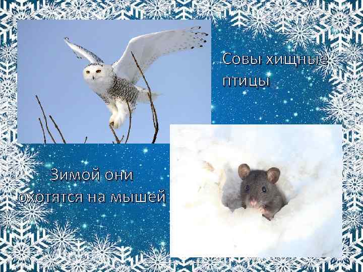 Совы хищные птицы Зимой они охотятся на мышей 