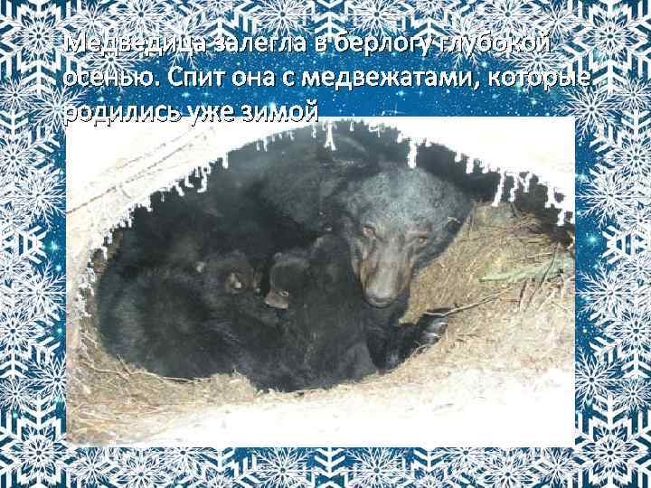 Медведица залегла в берлогу глубокой осенью. Спит она с медвежатами, которые родились уже зимой