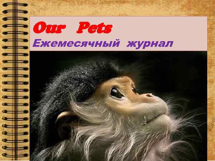 Our Pets Ежемесячный журнал 