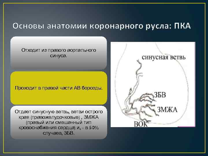 Основы анатомии коронарного русла: ПКА Отходит из правого аортального синуса. Проходит в правой части