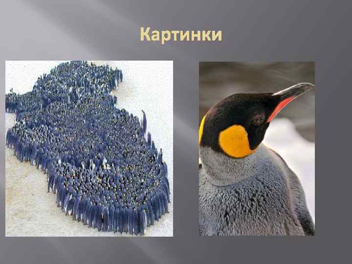 Картинки 