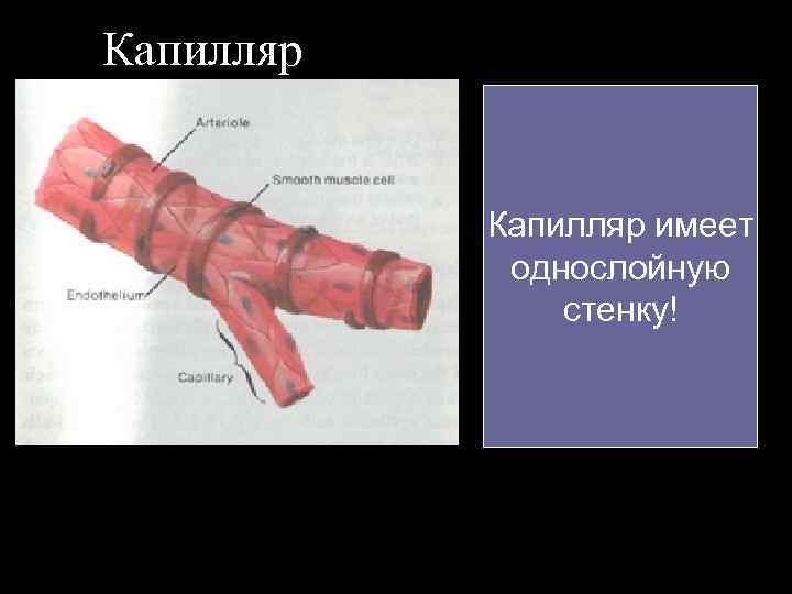 Капилляр имеет однослойную стенку! 