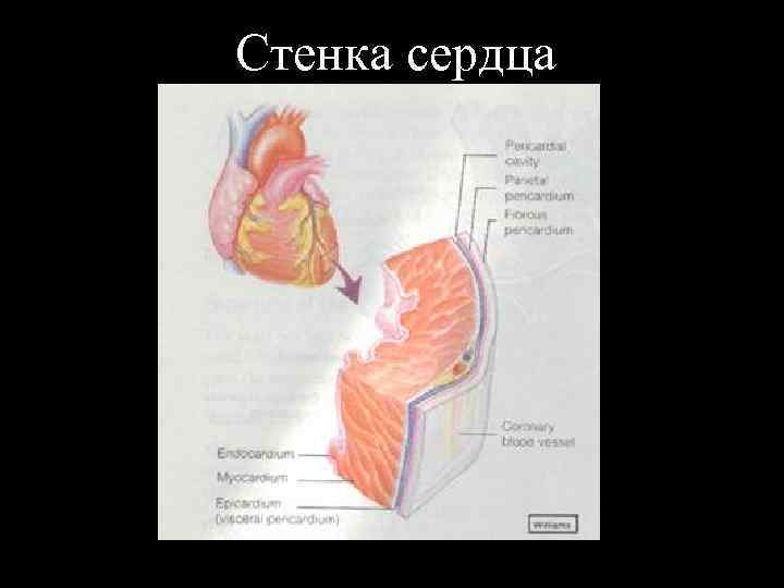 Стенка сердца 