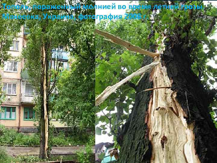 Тополь, пораженный молнией во время летней грозы. Макеевка, Украина, фотография 2008 г. 