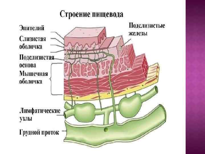 Верхняя полость рта фото