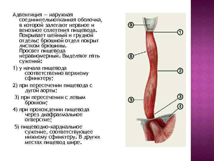 Адвентиция это