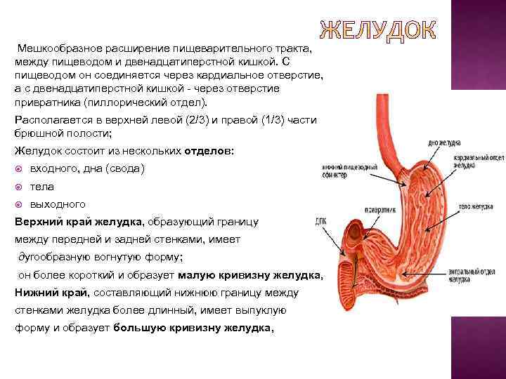  Мешкообразное расширение пищеварительного тракта, между пищеводом и двенадцатиперстной кишкой. С пищеводом он соединяется
