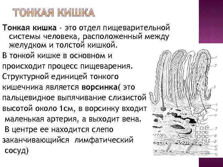 Тонкая кишка - это отдел пищеварительной системы человека, расположенный между желудком и толстой кишкой.