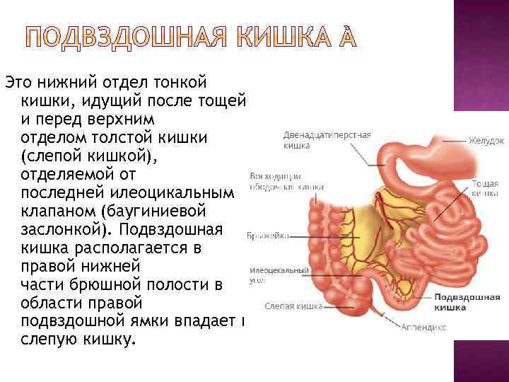 Отделы тонкого кишечника