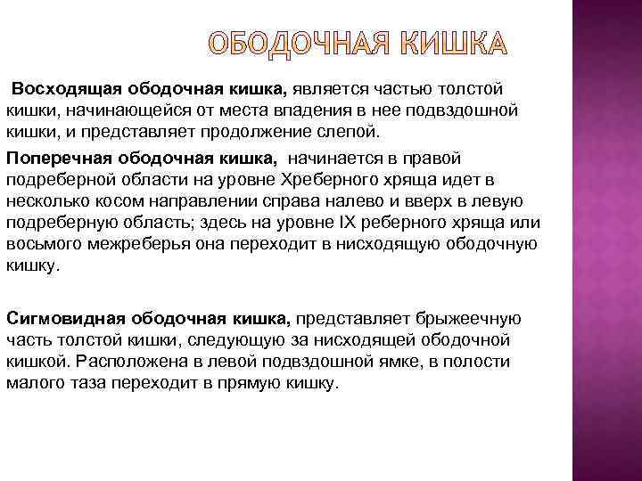  Восходящая ободочная кишка, является частью толстой кишки, начинающейся от места впадения в нее