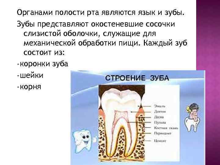 Полость языка. Строение ротовой полости зубы. Полость рта язык зубы строение функции.