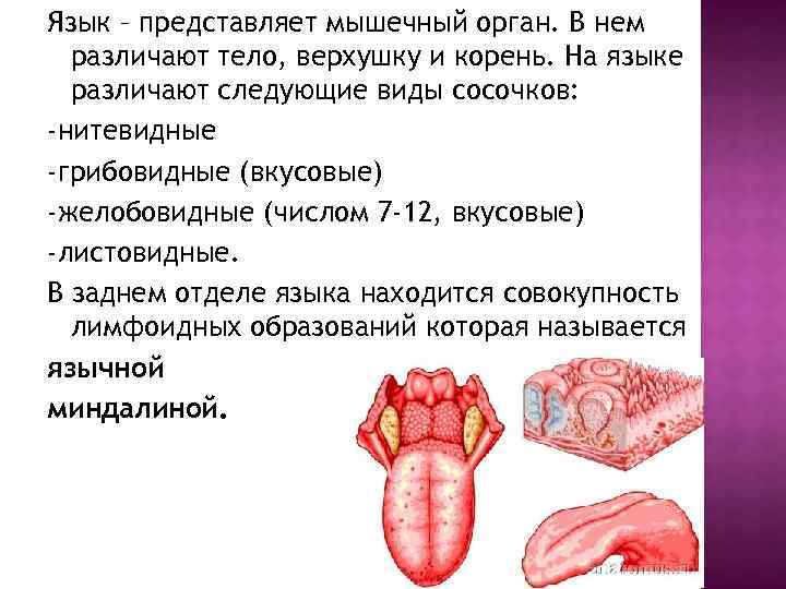 Язык – представляет мышечный орган. В нем различают тело, верхушку и корень. На языке