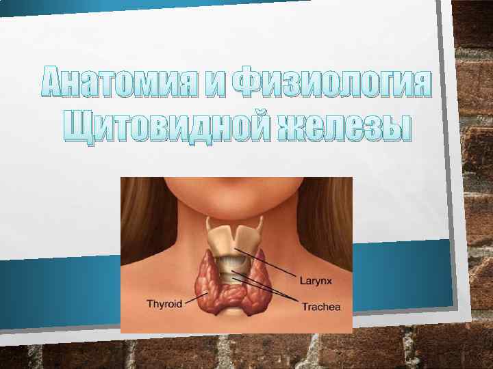 Анатомия и Физиология Щитовидной железы 