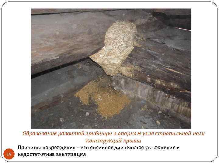 Образование развитой грибницы в опорном узле стропильной ноги конструкций крыши 18 Причины повреждения –