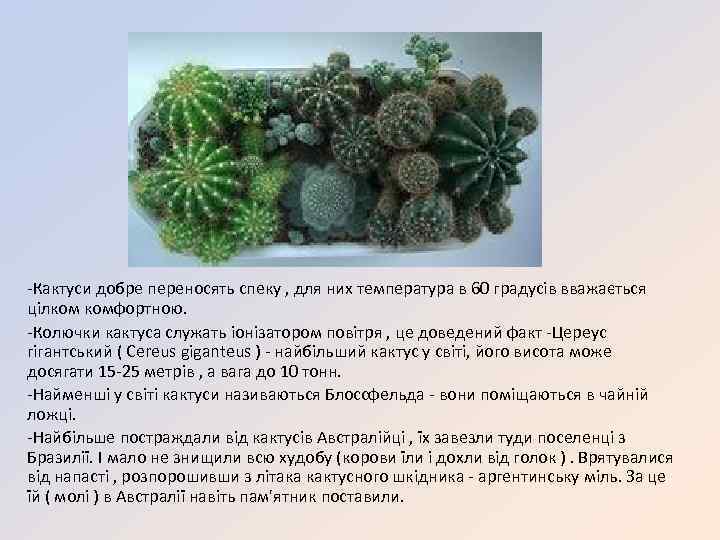 -Кактуси добре переносять спеку , для них температура в 60 градусів вважається цілком комфортною.