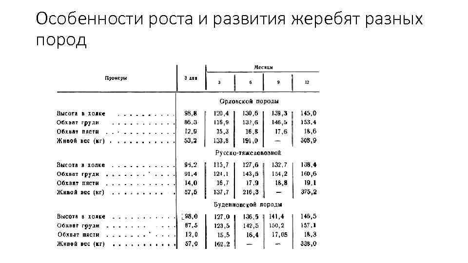 Особенности роста и развития жеребят разных пород 