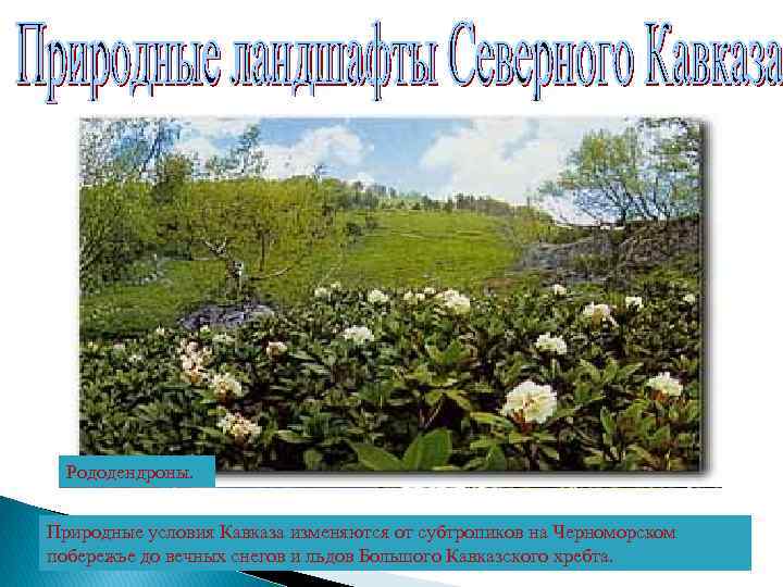 Рододендроны. Черноморскоеперевалом Кват. Сочи. Растения Теберда. Поляна перед побережье. Анапа. Вид на Эльбрус субтропиков.