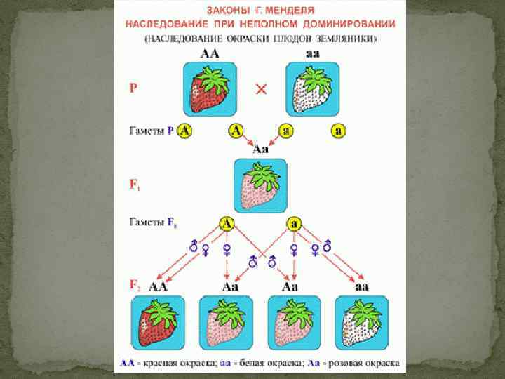 Законы независимого наследования признаков г менделя. Мендель наследственность. Мендель наследование признаков. Принципы наследственности Менделя. Законы наследственности установленные Менделем.