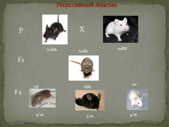 Рецессивный эпистаз Х Р ААbb Аа. Вb аа. ВВ F 1 F 2 АВ