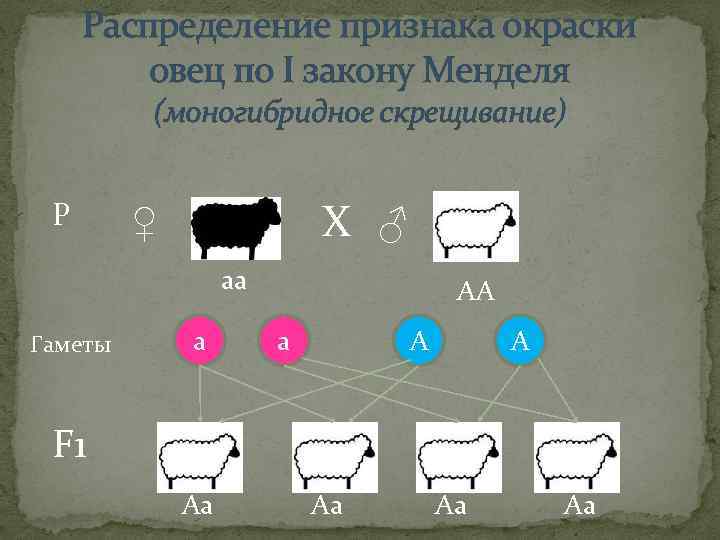 Как скрещивать палов. Схема скрещивания овец. Скрещивание овец. Типы скрещивания в животноводстве таблица. Таблица скрещивания овец.