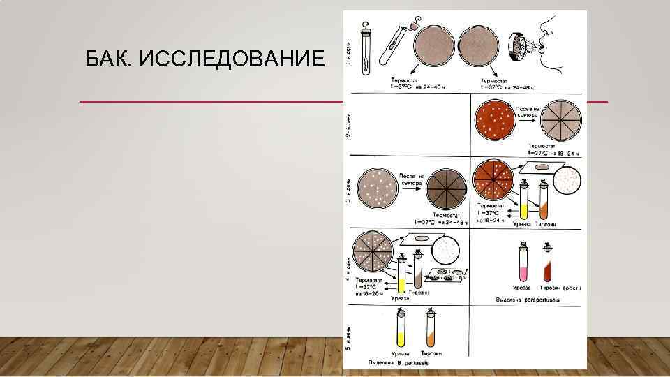 БАК. ИССЛЕДОВАНИЕ 