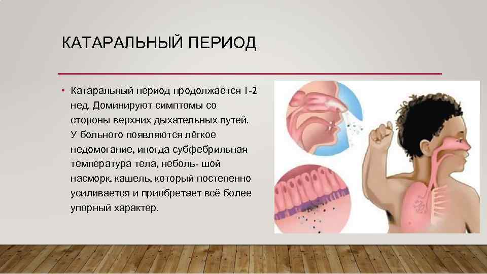 КАТАРАЛЬНЫЙ ПЕРИОД • Катаральный период продолжается 1 -2 нед. Доминируют симптомы со стороны верхних