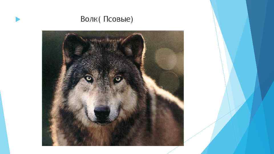  Волк( Псовые) 