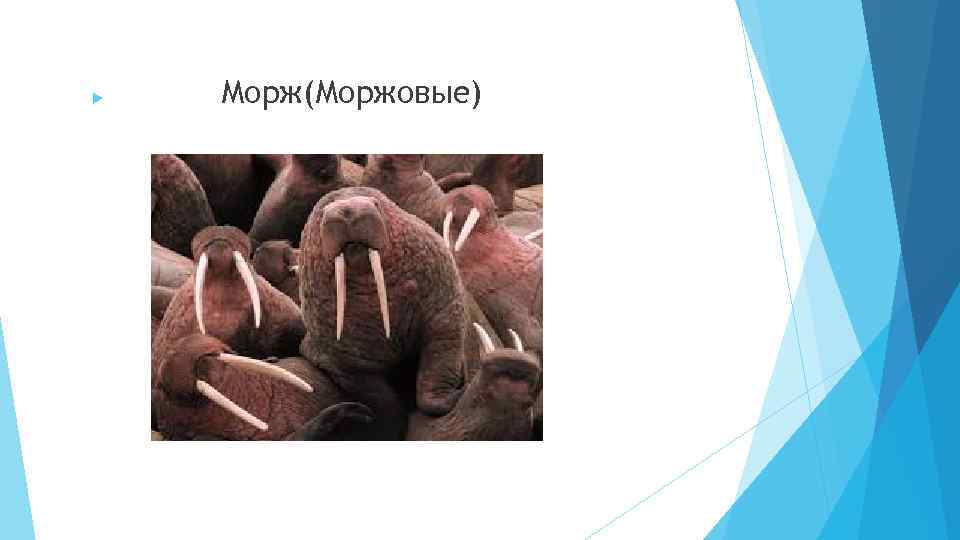  Морж(Моржовые) 