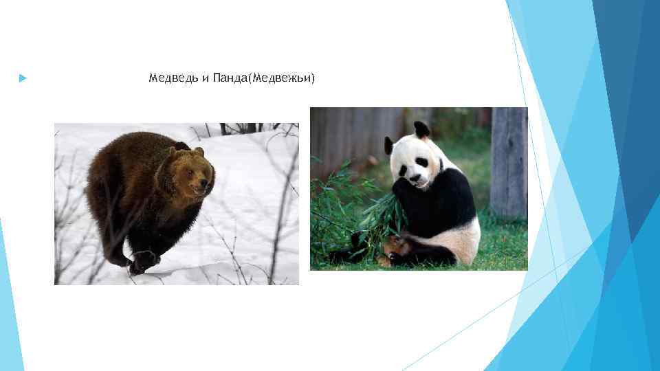  Медведь и Панда(Медвежьи) 