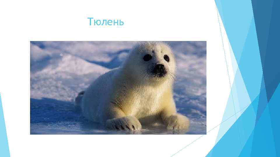Тюлень 