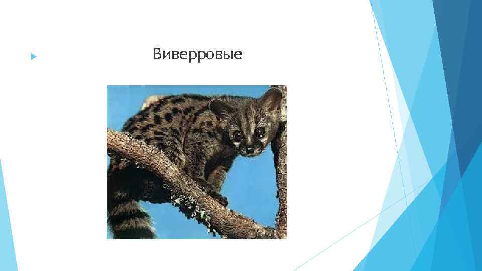  Виверровые 
