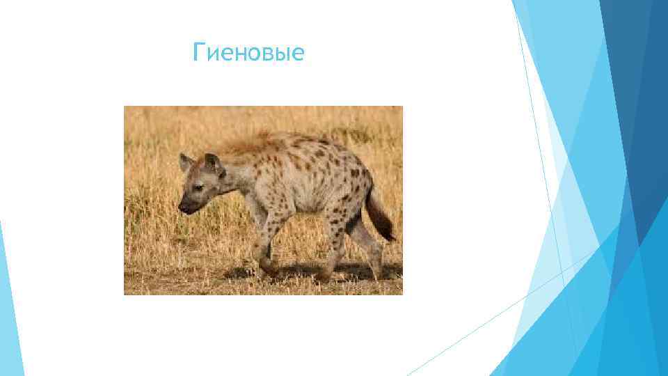 Гиеновые 