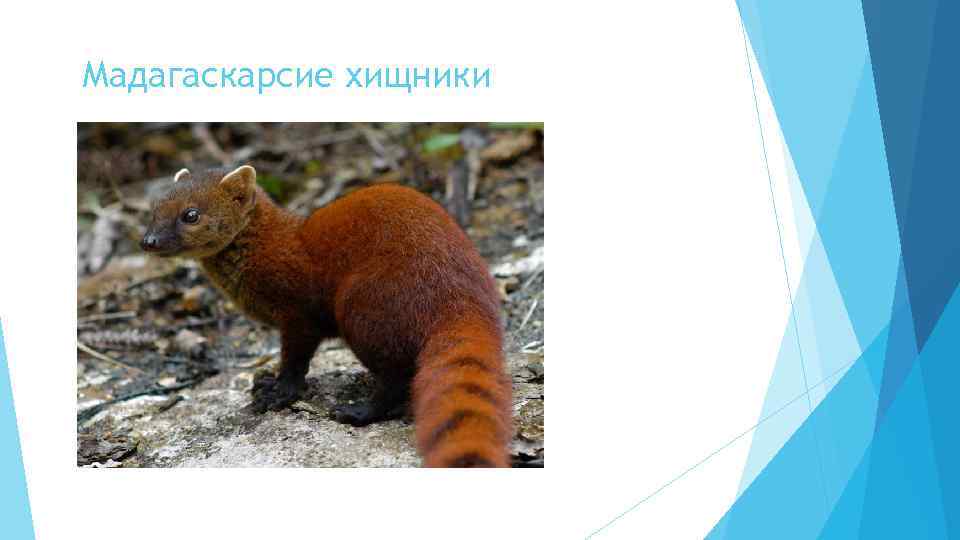 Мадагаскарсие хищники 