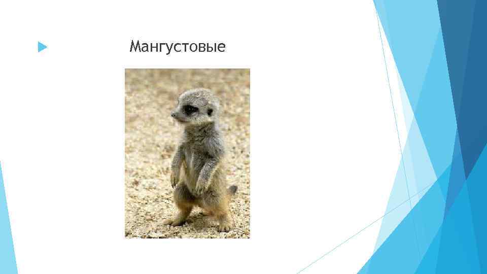  Мангустовые 