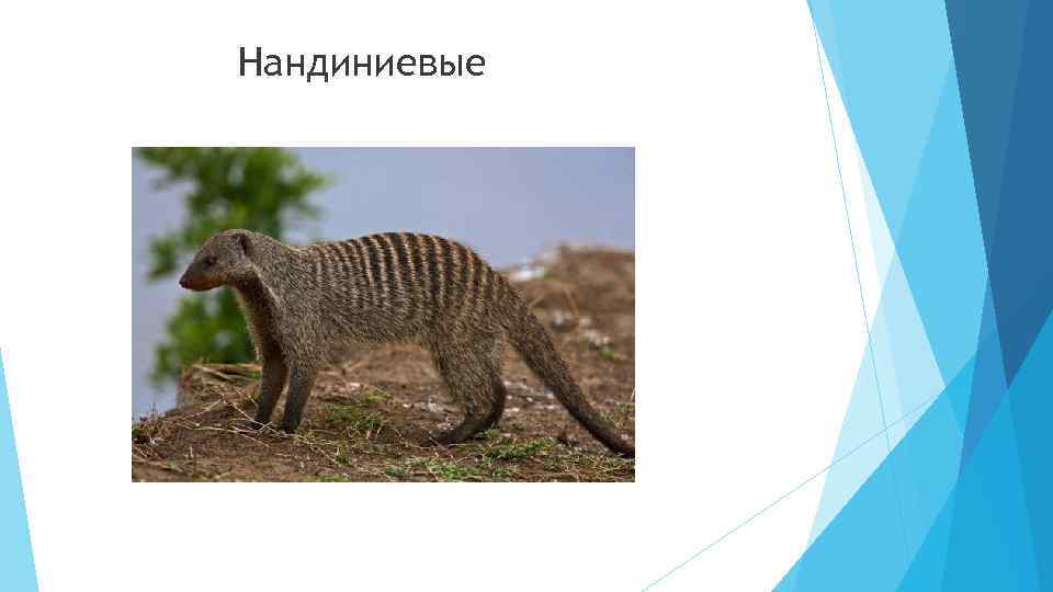 Нандиниевые 