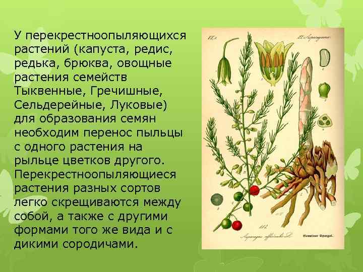 У перекрестноопыляющихся растений (капуста, редис, редька, брюква, овощные растения семейств Тыквенные, Гречишные, Сельдерейные, Луковые)