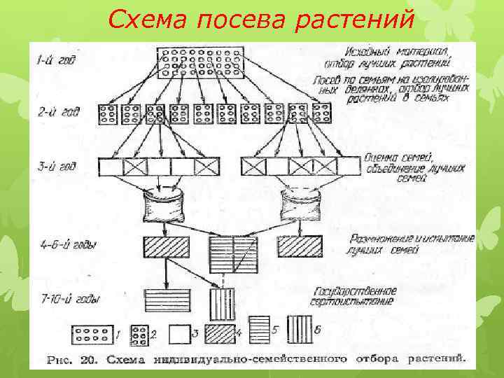 Схема посева растений 